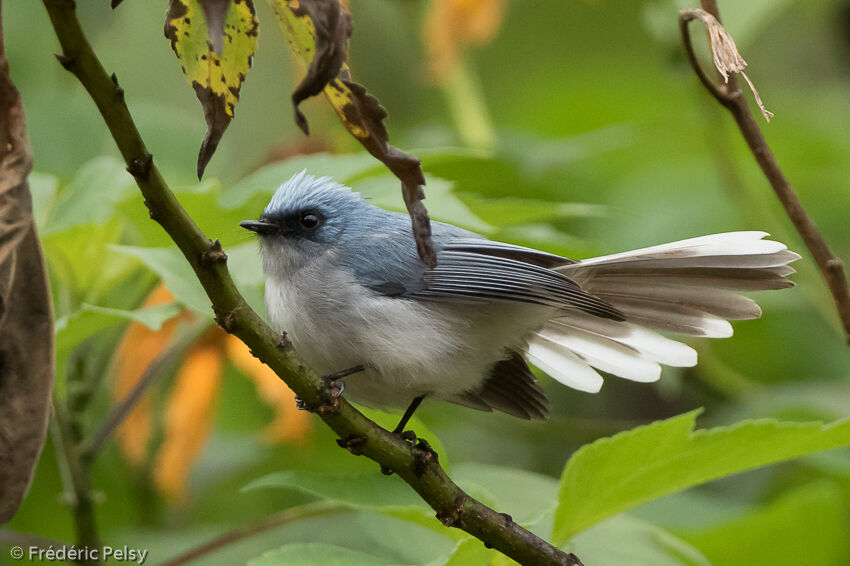 White-tailed Blue Flycatcheradult