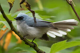 White-tailed Blue Flycatcher