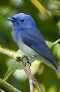 Black-naped Monarch