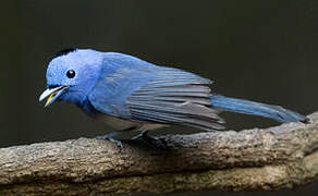 Black-naped Monarch