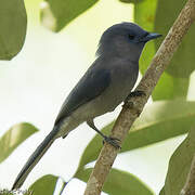 Black-naped Monarch