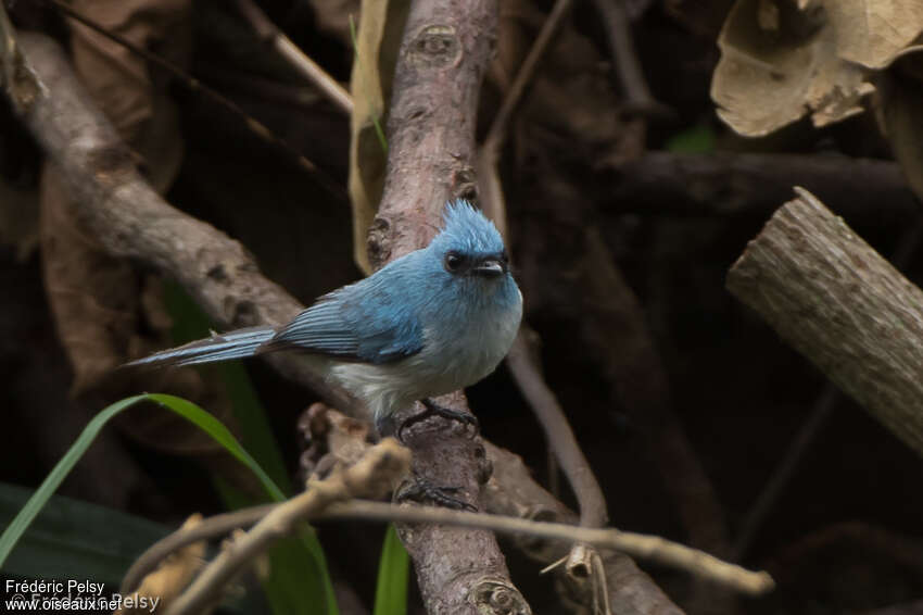 African Blue Flycatcheradult, identification