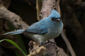 African Blue Flycatcher