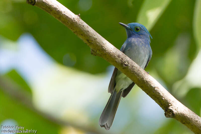 Celestial Monarch female adult