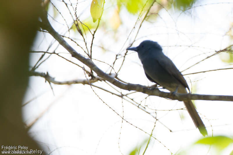 Tchitrec de Palawan, identification