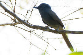 Blue Paradise Flycatcher