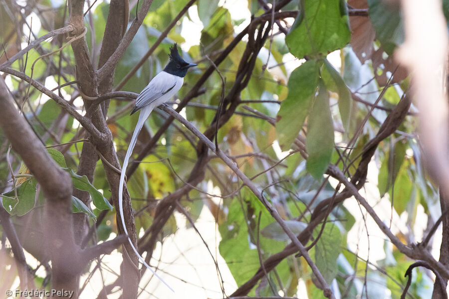 Indian Paradise Flycatcher male