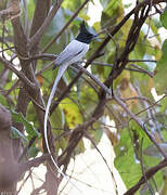 Indian Paradise Flycatcher