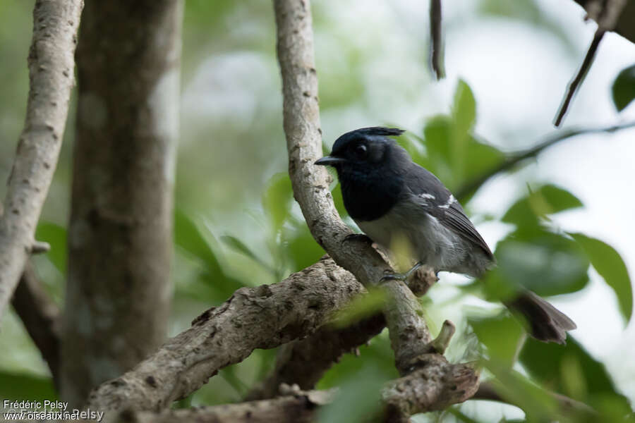 Blue-mantled Crested Flycatcher male adult, identification