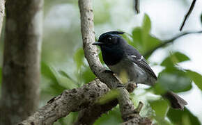 Blue-mantled Crested Flycatcher