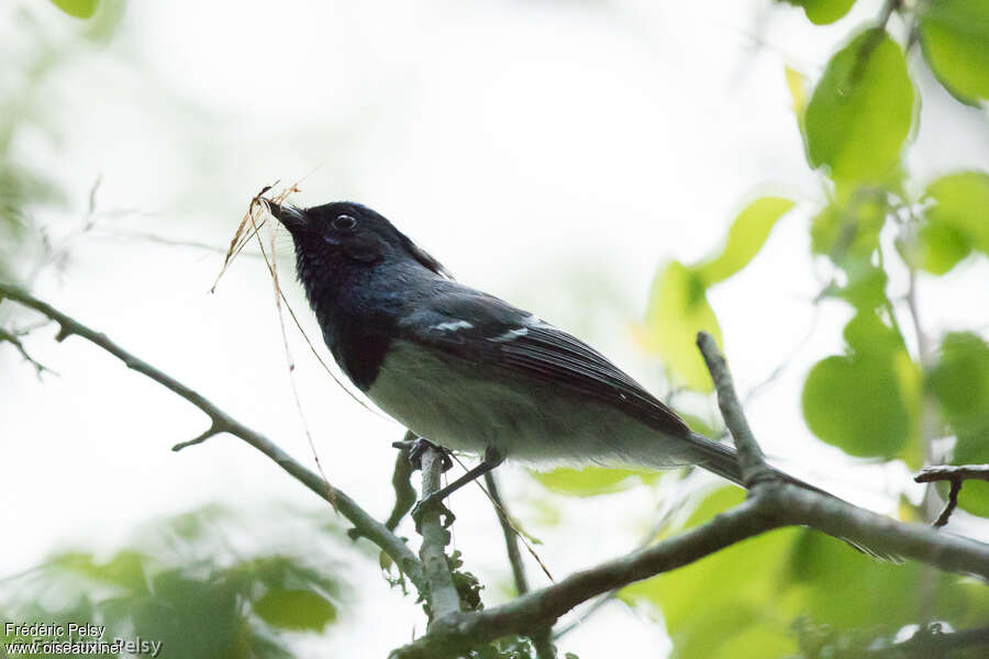 Blue-mantled Crested Flycatcher male adult, identification