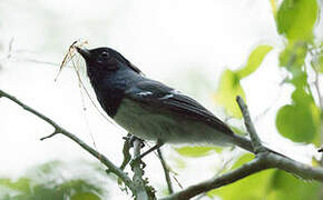 Blue-mantled Crested Flycatcher