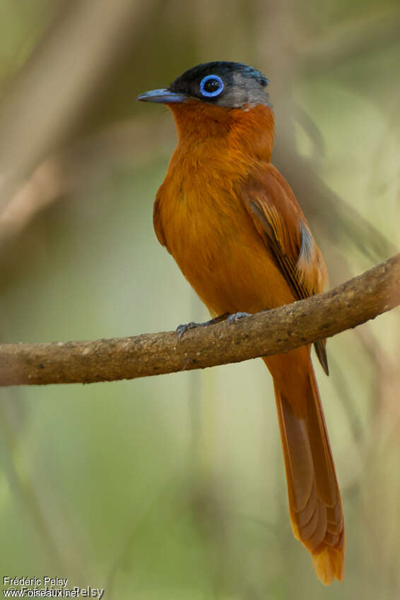 Malagasy Paradise Flycatcher female adult, identification