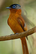 Malagasy Paradise Flycatcher