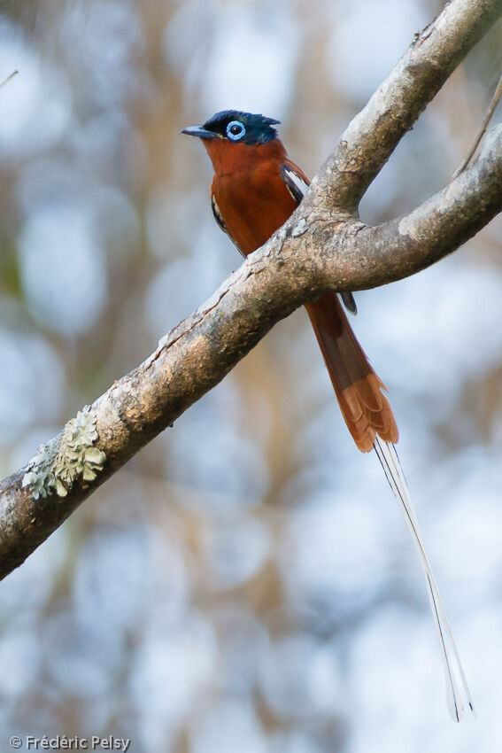 Malagasy Paradise Flycatcher male adult