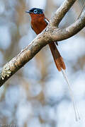 Malagasy Paradise Flycatcher