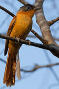 Malagasy Paradise Flycatcher