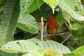 Rufous Paradise Flycatcher