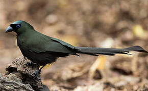 Racket-tailed Treepie