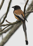 Rufous Treepie