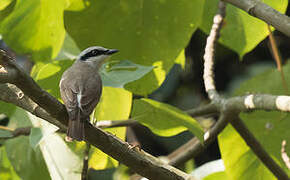 Large Woodshrike