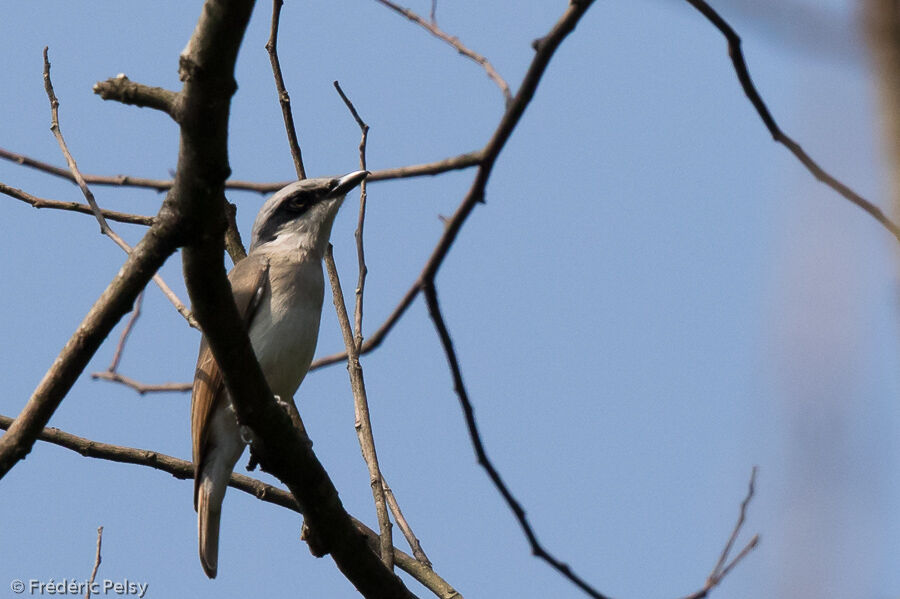 Large Woodshrike