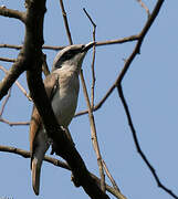 Large Woodshrike