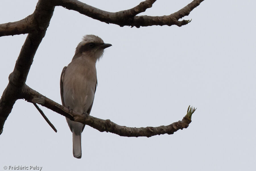 Common Woodshrike