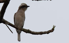 Common Woodshrike