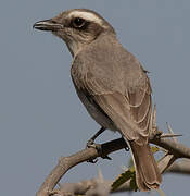 Common Woodshrike