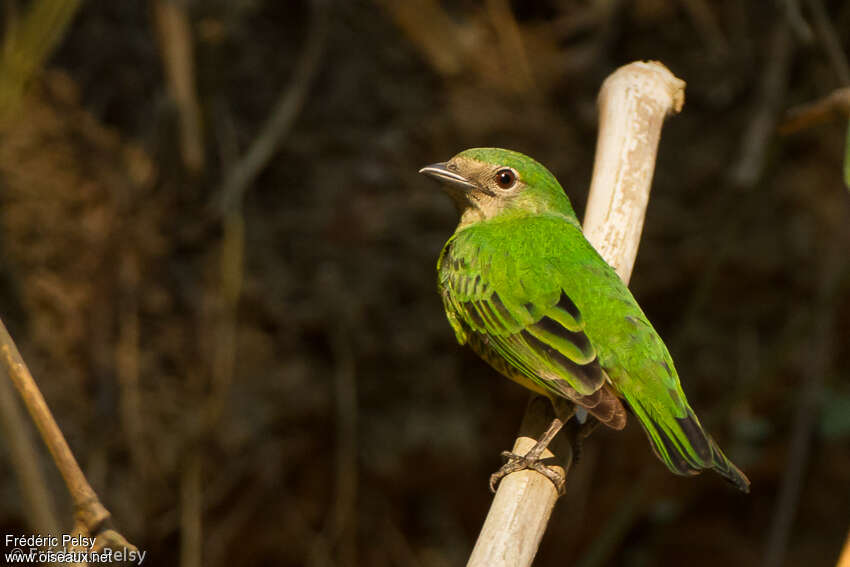 Swallow Tanager female adult, identification