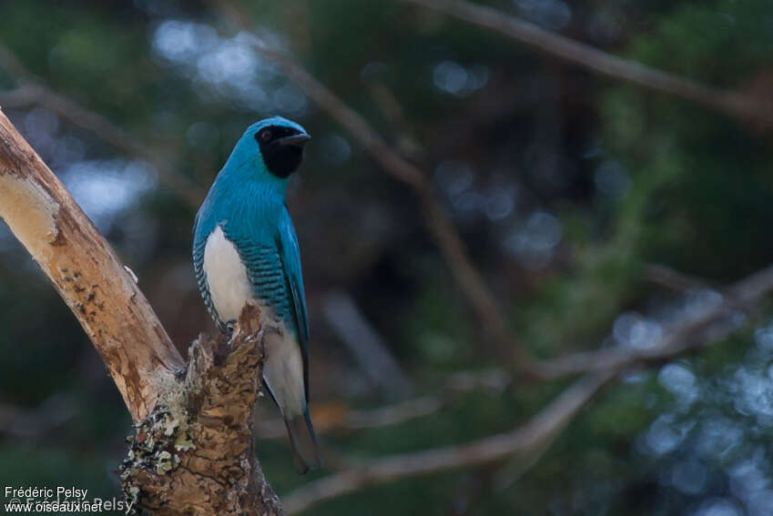 Swallow Tanager male adult, pigmentation