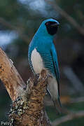 Swallow Tanager