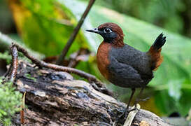 Rufous-breasted Antthrush