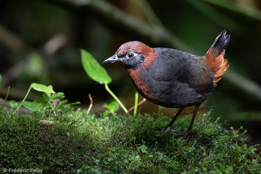 Rufous-breasted Antthrush