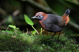 Rufous-breasted Antthrush