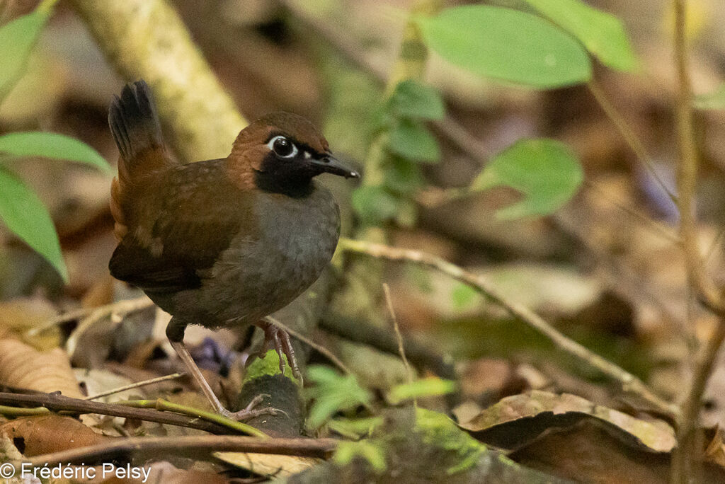 Black-faced Antthrush