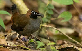 Black-faced Antthrush