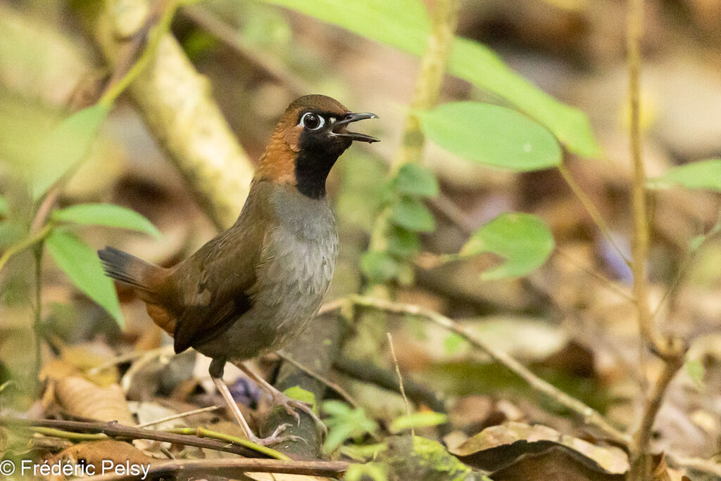 Black-faced Antthrush