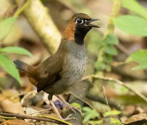 Black-faced Antthrush