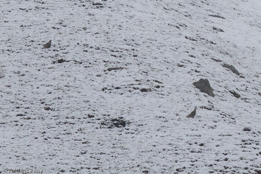 Himalayan Snowcock