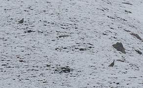 Himalayan Snowcock