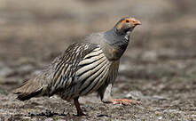 Tétraogalle du Tibet