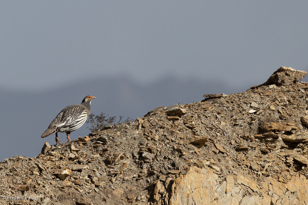 Tétraogalle du Tibet