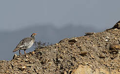 Tétraogalle du Tibet