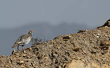 Tétraogalle du Tibet