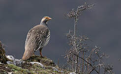 Tétraogalle du Tibet