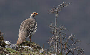 Tétraogalle du Tibet