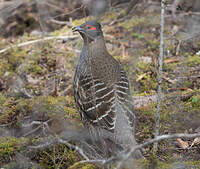 Tétraophase de Verreaux