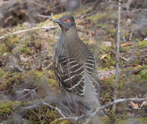 Tétraophase de Verreaux